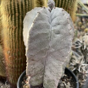 Astrophytum miriostygma