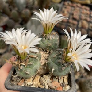 Turbinicarpus modificat natural