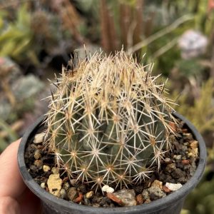 Coryphanta cactus #25