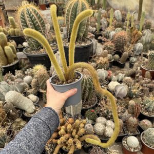 Winterocereus aureispinus cactus 2