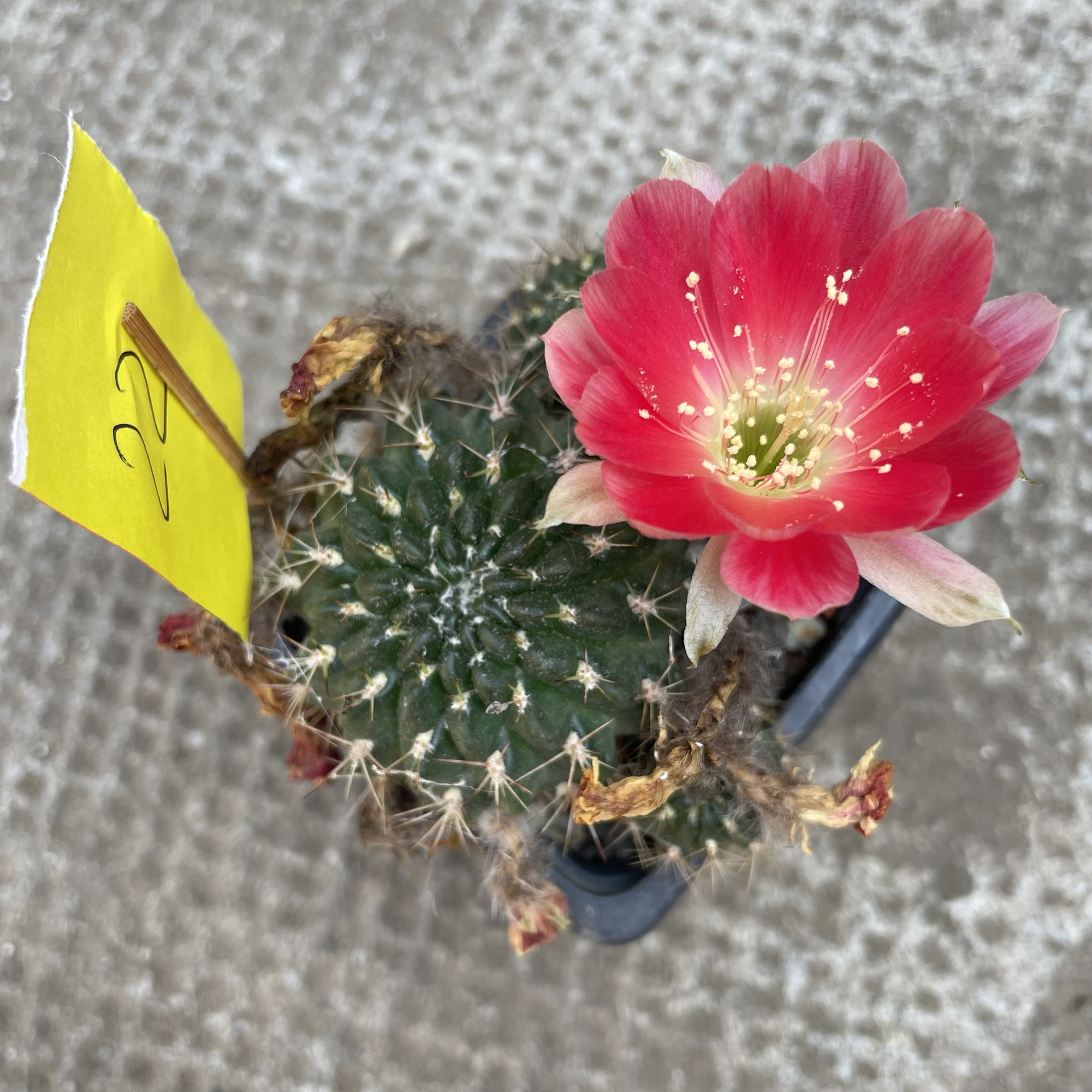 Lobivia cactus #22