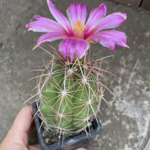 Thelocactus bicolor