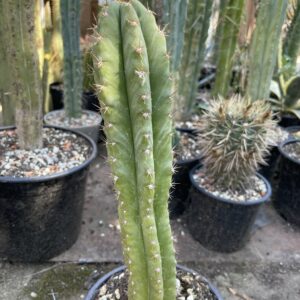 Trichocereus pachanoi