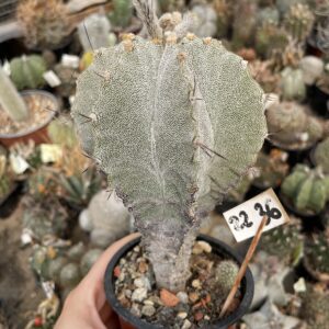Astrophytum hibrid cactus