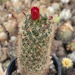 Mammillaria spinosissima cactus (model)