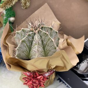 Astrophytum ornatum cactus