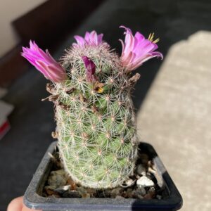 Mammillaria oliveae cactus