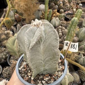 Astrophytum cactus
