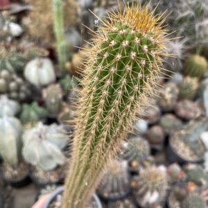 Trichocereus spachianus cactus