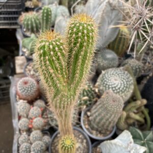 Trichocereus spachianus cactus