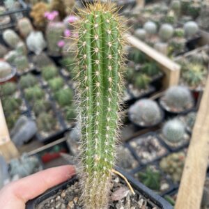 Trichocereus spachianus cactus
