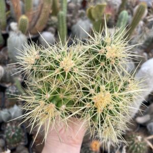 Echinocactus grusonii multi