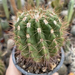 Parodia cactus