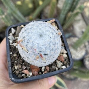 Mammillaria humboltdii cactus