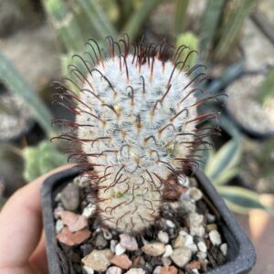 Mammillaria perezdelarosae