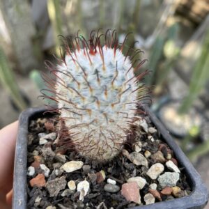 Mammillaria perezdelarosae cactus