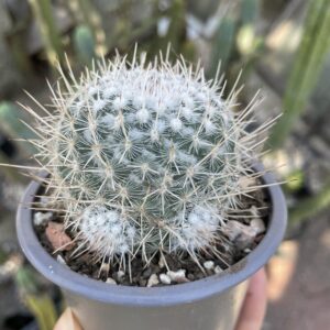 Mammillaria geminispina cactus