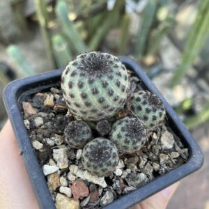 Sulcorebutia rauchii cactus