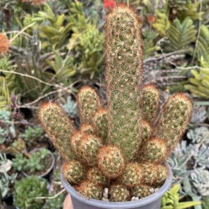 Mammillaria elongata cactus