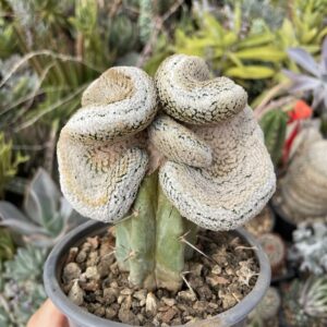 Turbinicarpus waldezianum cristat