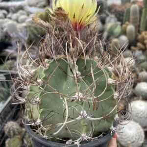 Astrophytum senile cactus