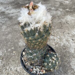 Coryphantha calipensis cactus