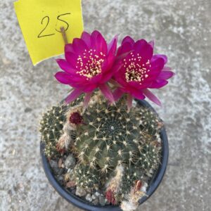Lobivia cactus