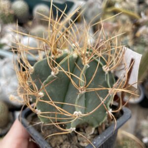 Astrophytum senile aureum (4)