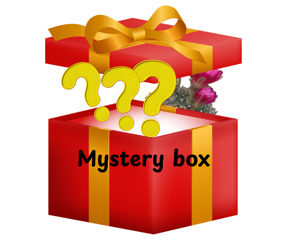 Pachet surpriza (mystery box)