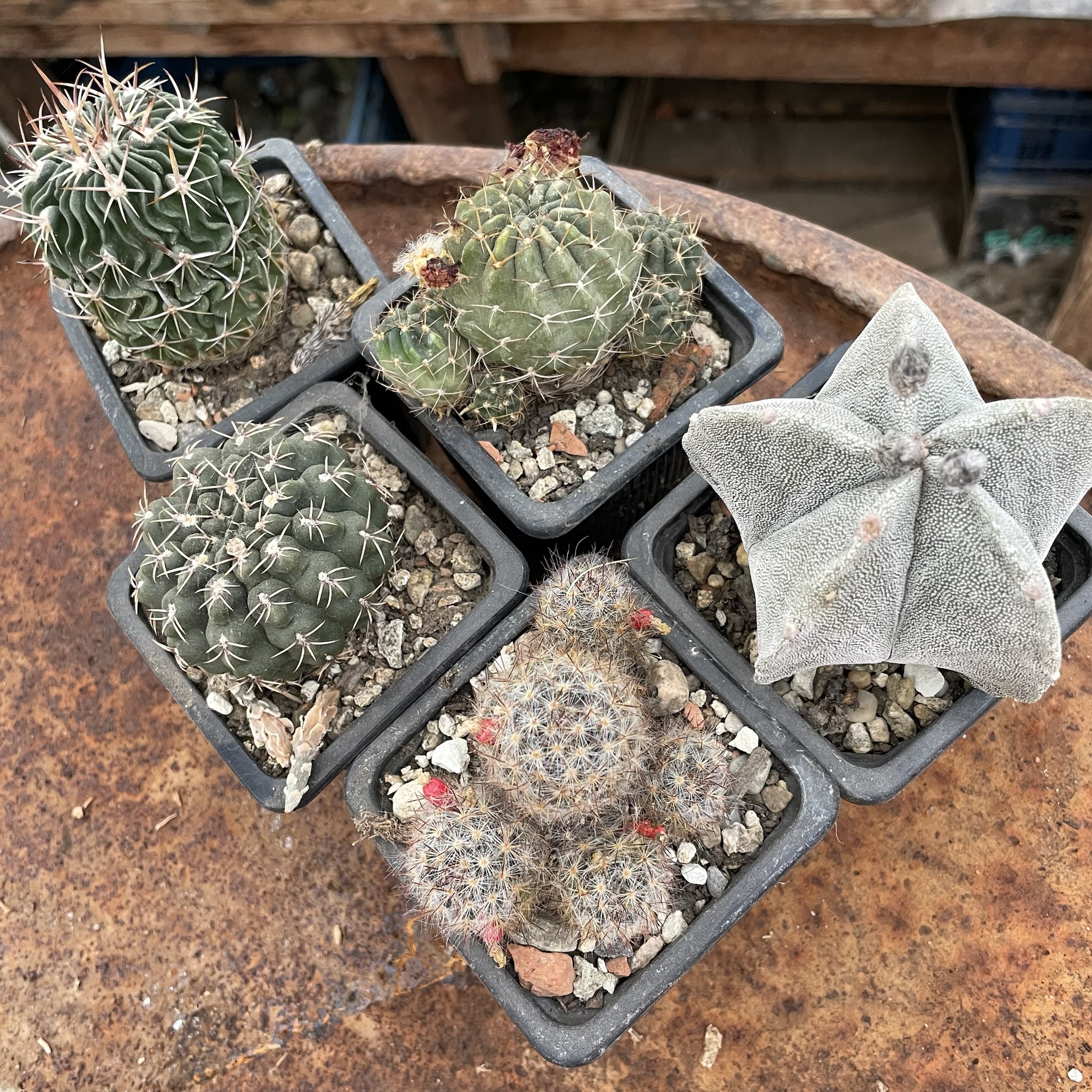 Pachet 2 pentru incepatori