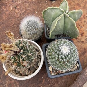 Pachet 1 pentru incepatori