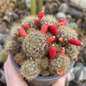 Mammillaria prolifera cactus