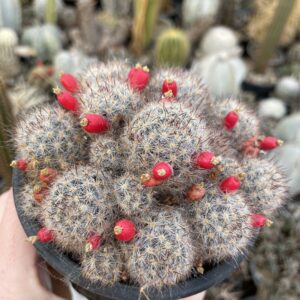 Mammillaria prolifera texana