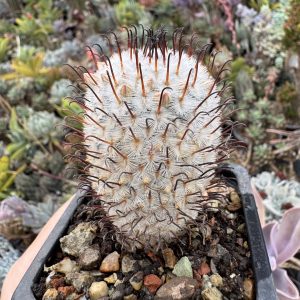 Mammillaria perezdelarosae cactus