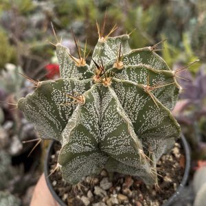 Astrophytum ornatum cactus