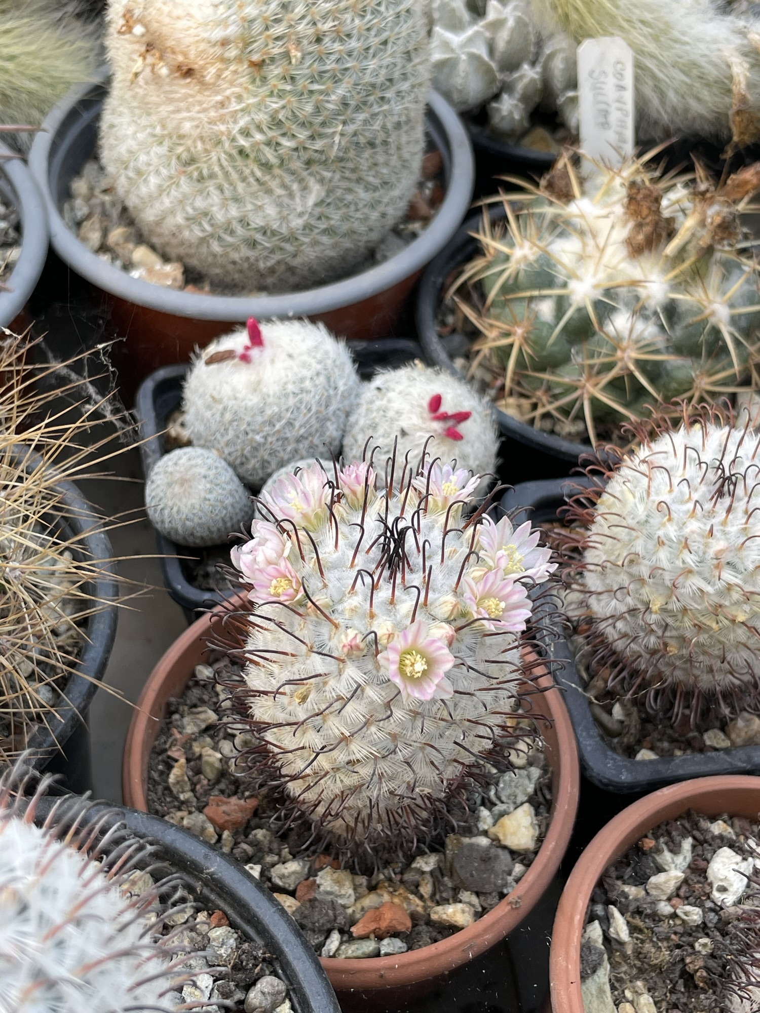 Mammillaria perezdelarosae cactus - imagine 4