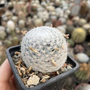 Mammillaria humboldtii cactus
