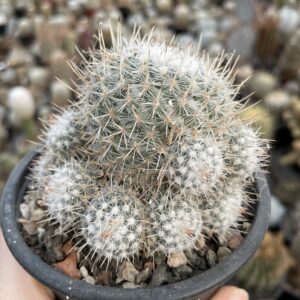Mammillaria geminispina cactus