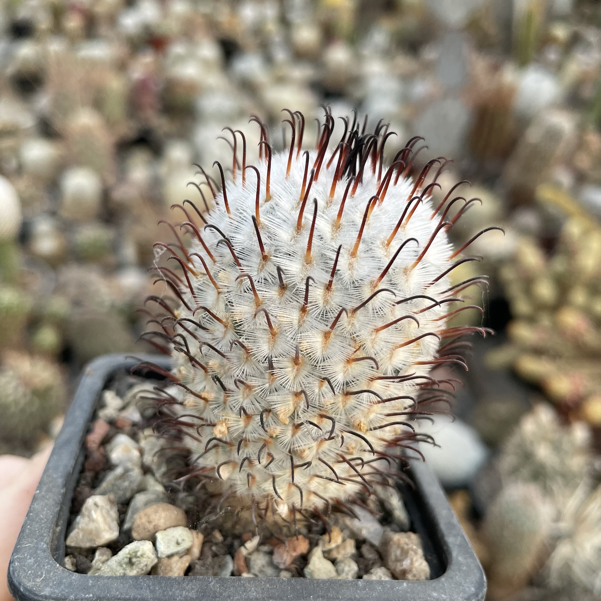 Mammillaria perezdelarosae cactus - imagine 3
