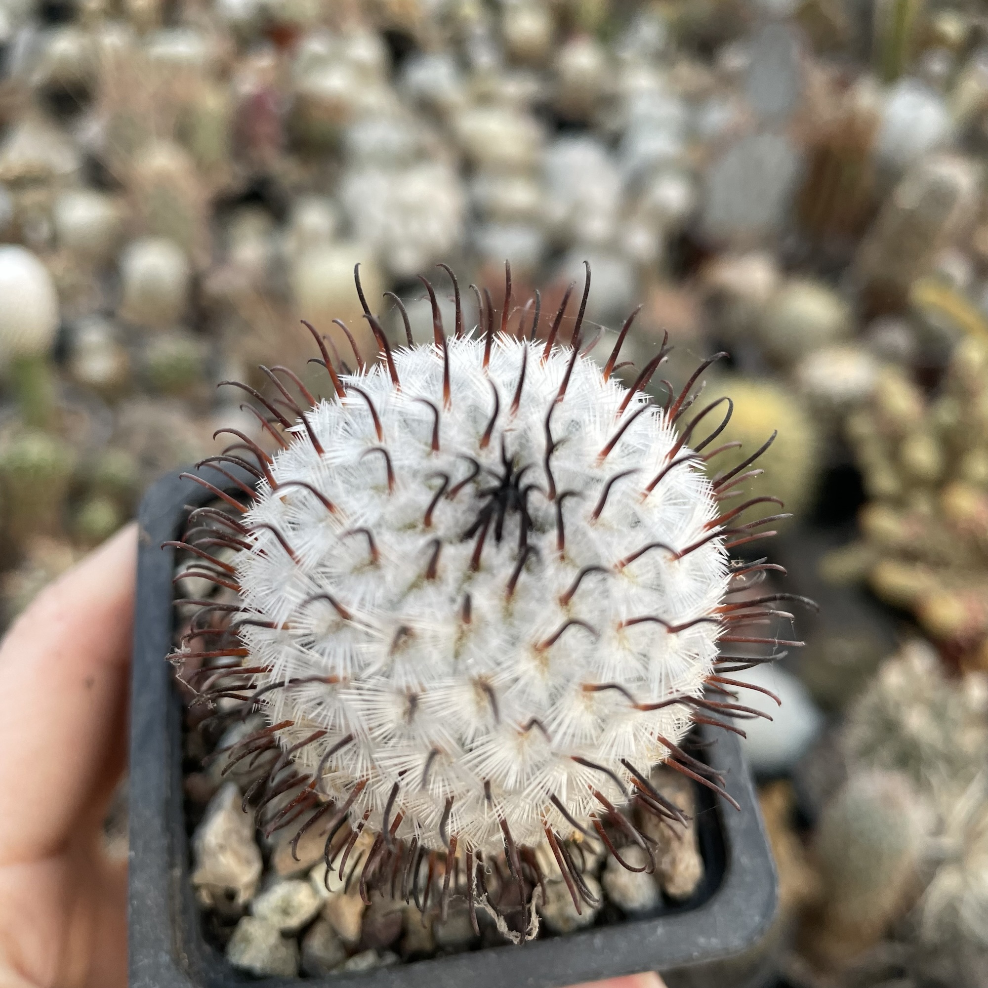 Mammillaria perezdelarosae cactus - imagine 2