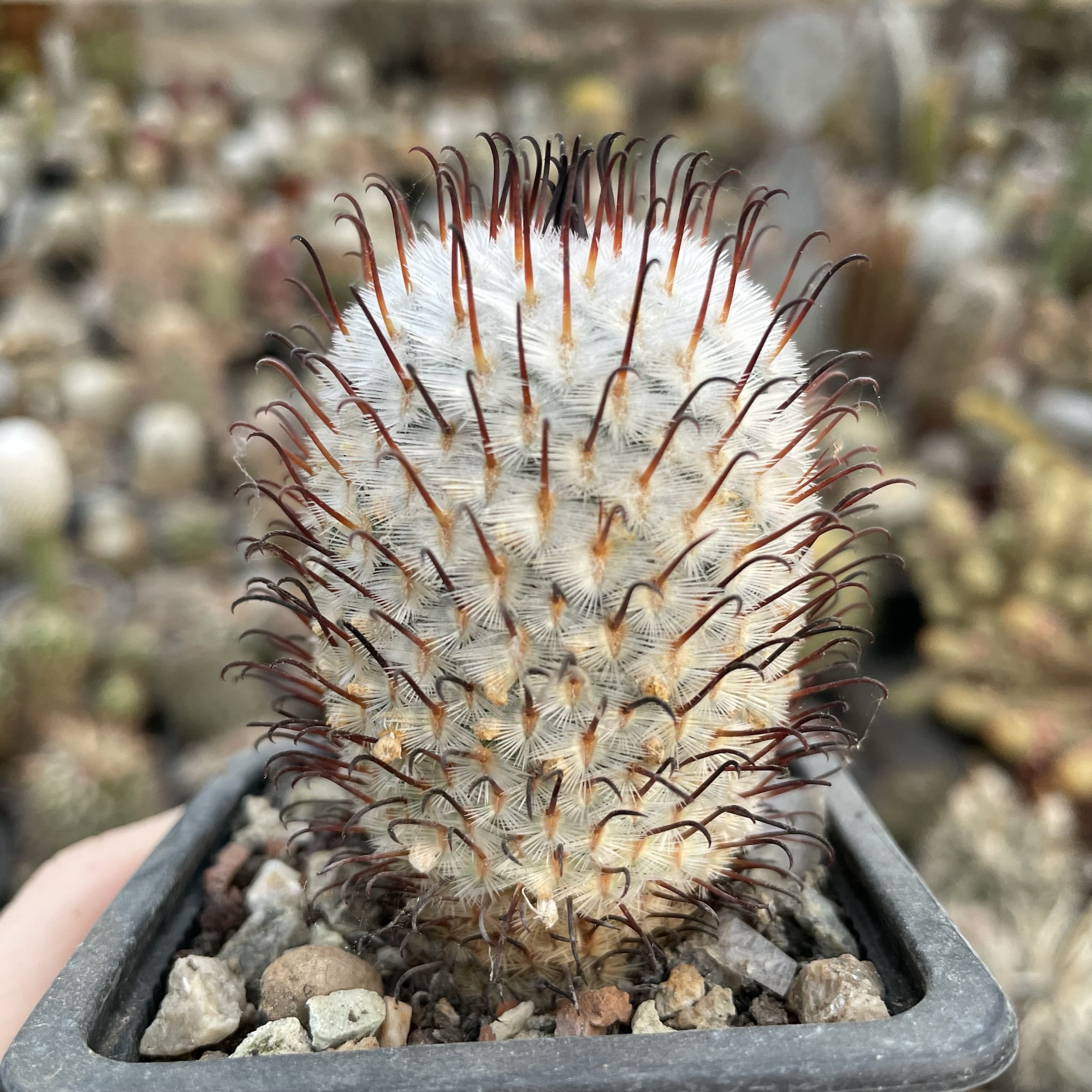 Mammillaria perezdelarosae cactus
