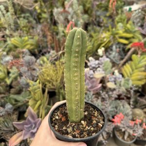 Trichocereus pachanoi 16 cm