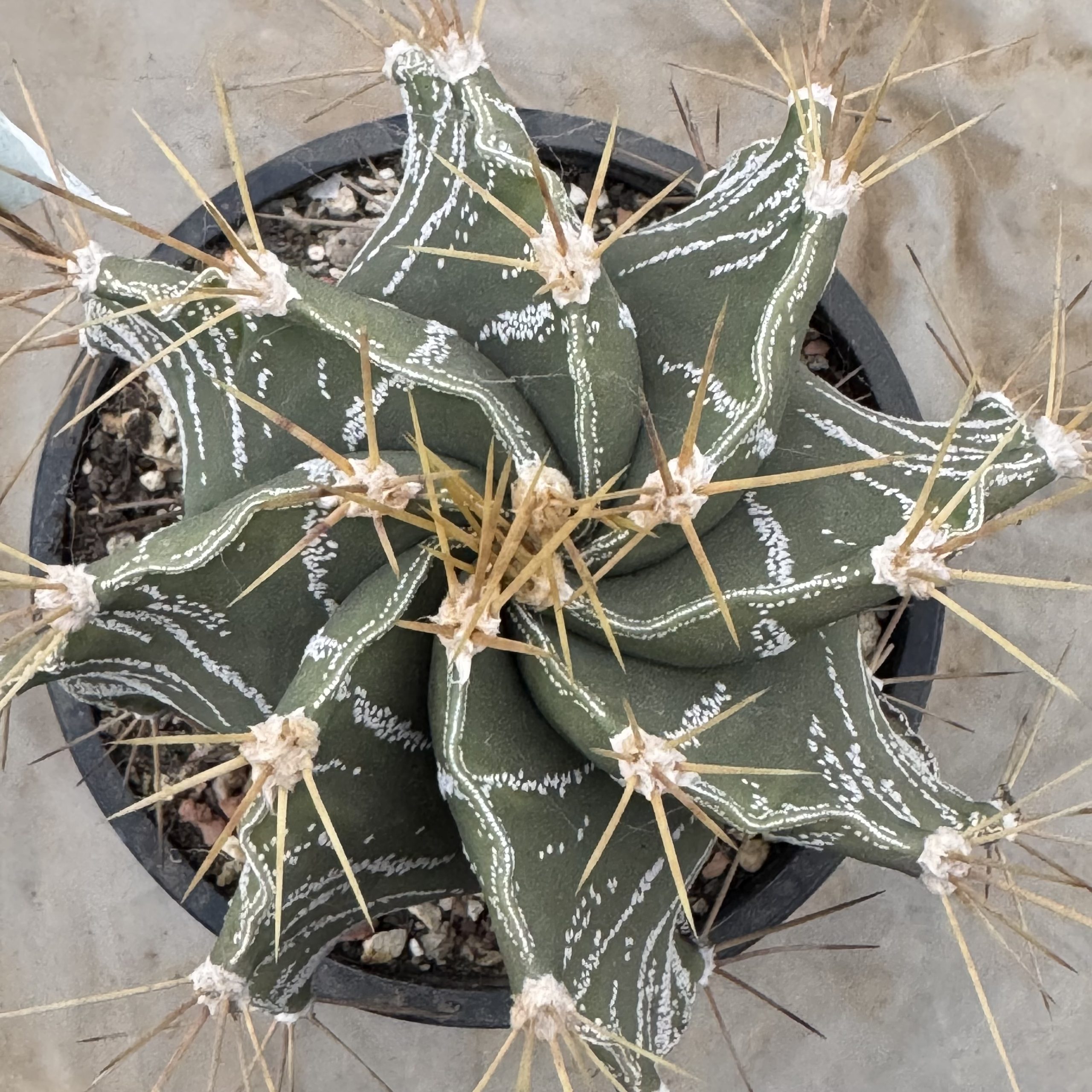 Astrophytum ornatum cactus, cu model decorativ in apex - imagine 6