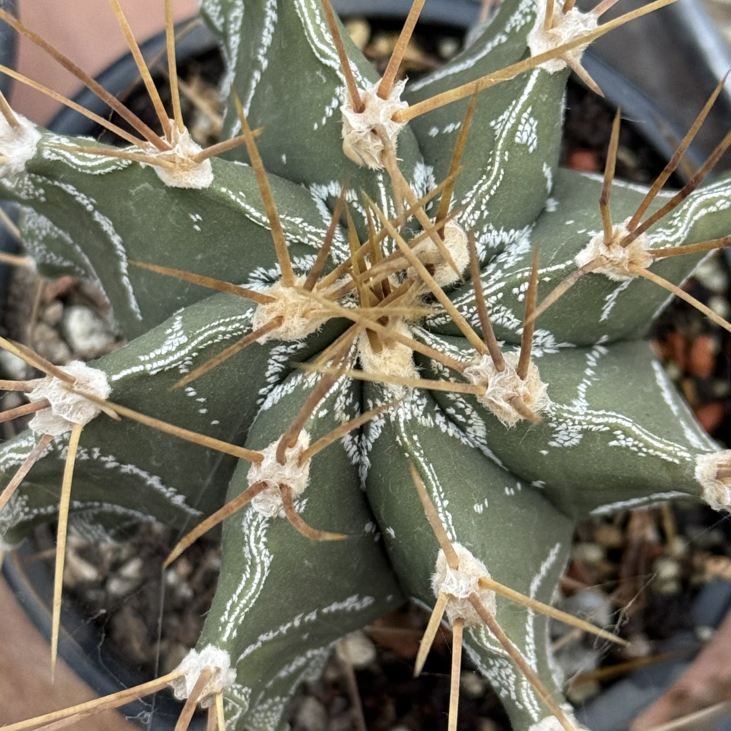 Astrophytum ornatum cactus, cu model decorativ in apex - imagine 5