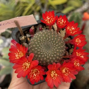Rebutia „Coroană Roșie” – cactus spectaculos cu înflorire abundentă