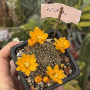 Rebutia marsonerii - cactus cu flori galbene spectaculoase