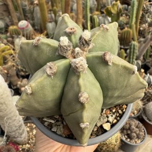 Astrophytum miriostygma nudum 6 coaste
