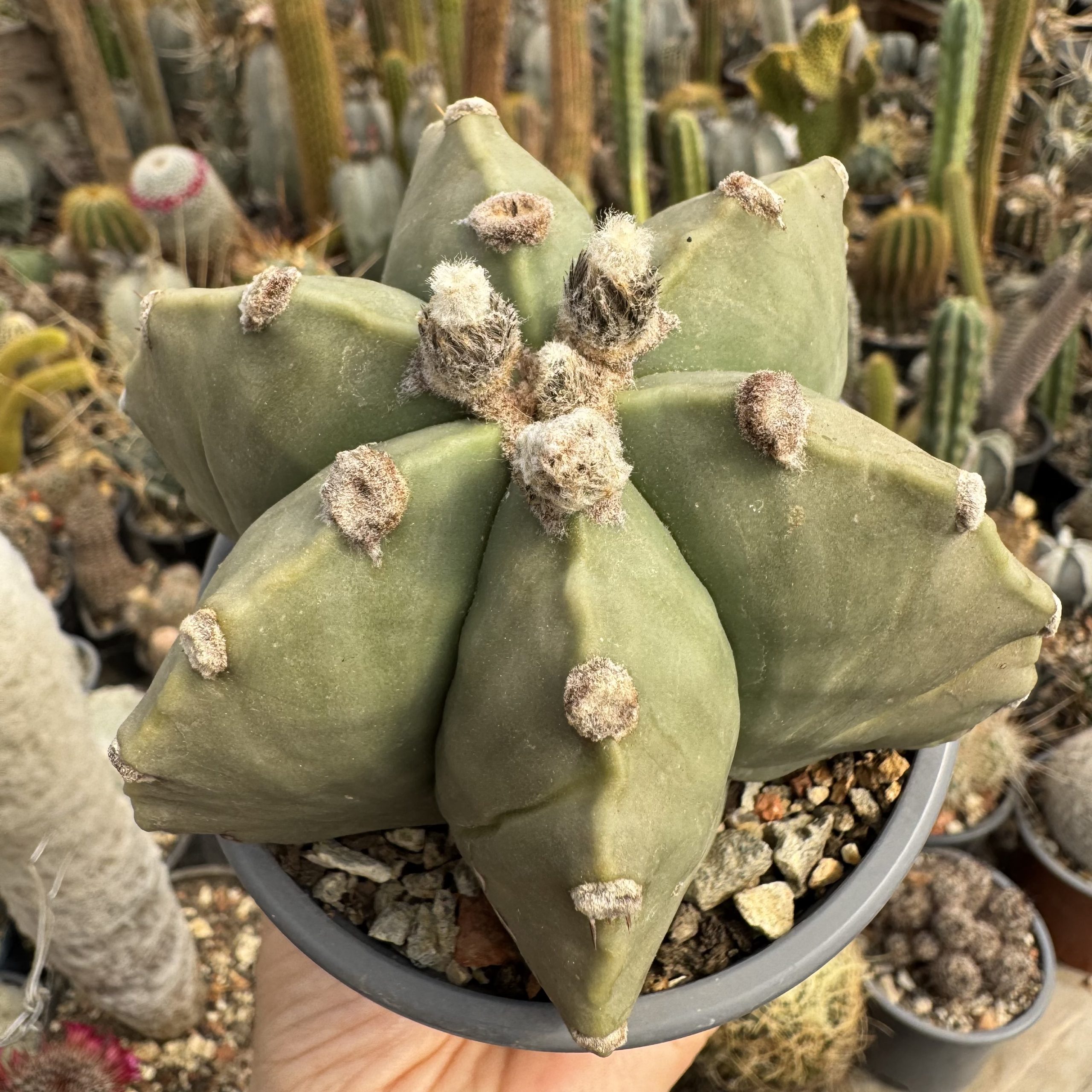 Astrophytum miriostygma nudum 6 coaste