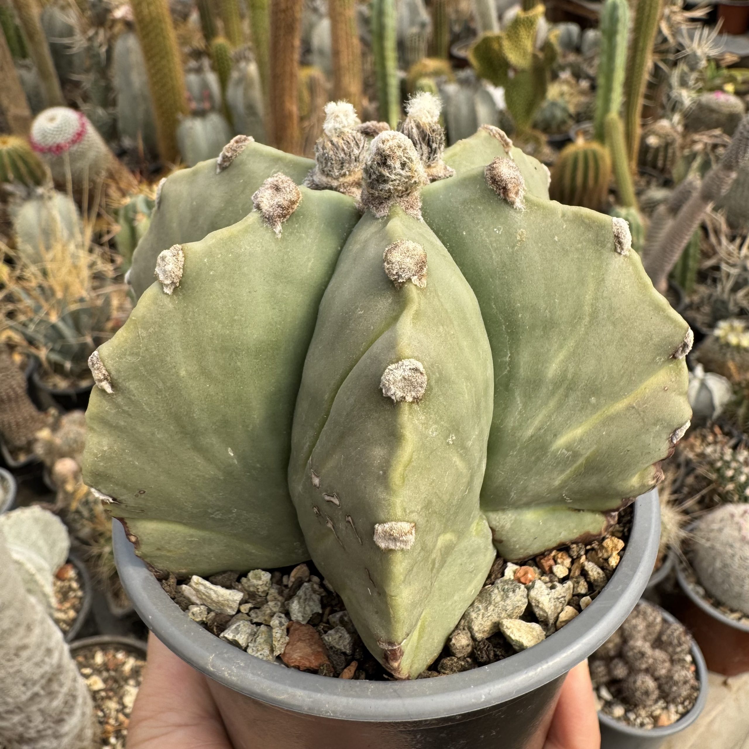 Astrophytum miriostygma nudum 6 coaste - imagine 5