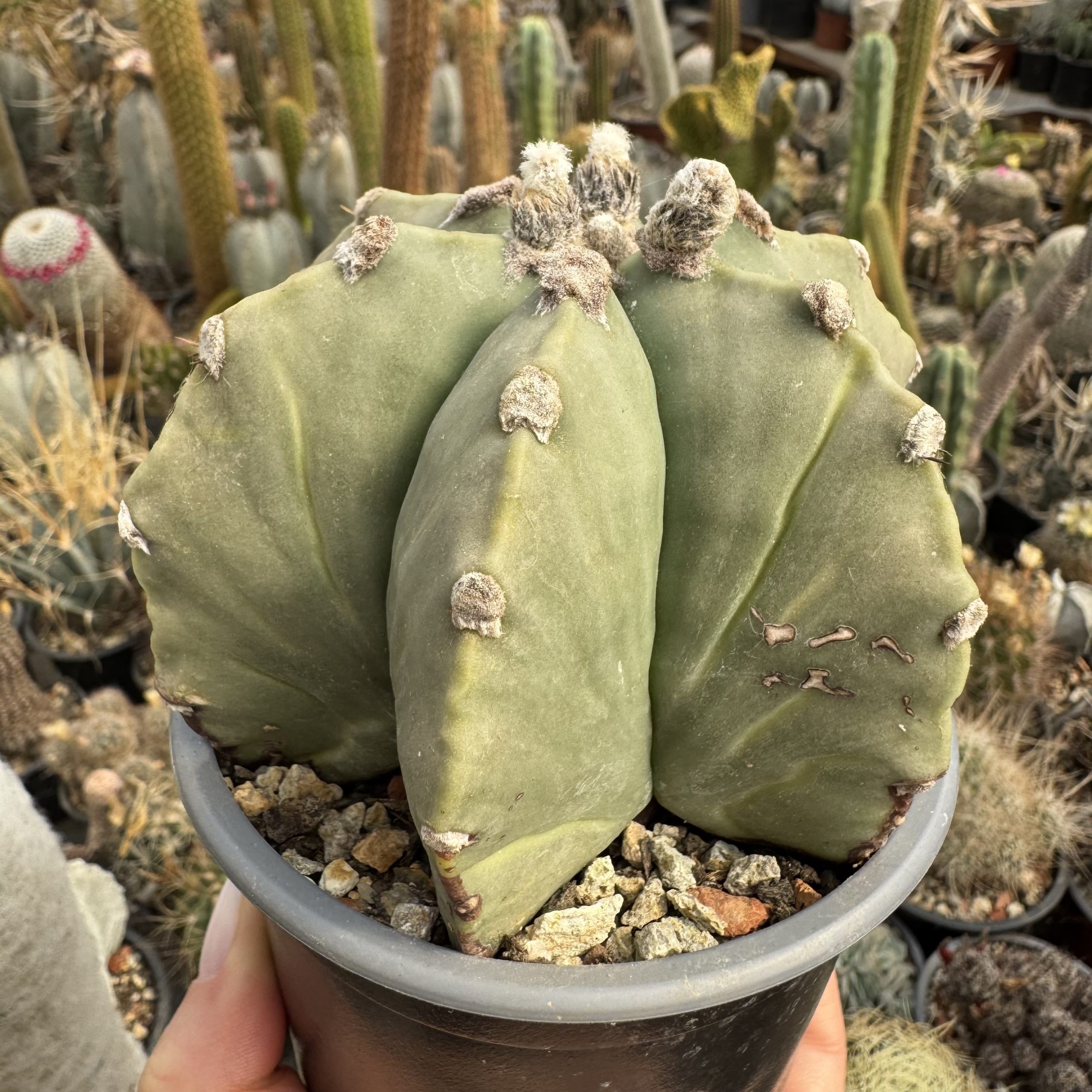 Astrophytum miriostygma nudum 6 coaste - imagine 4